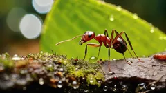 Ai furnici pe teren? Iată o metodă care te va scăpa de ele pentru mult timp!