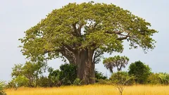 Cum pot copacii să supraviețuiască zeci de ani fără ploaie