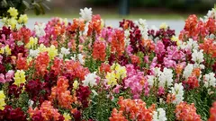 Gura-leului va înflori bogat toată vara: ghid complet