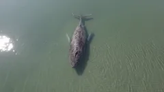 De ce nu a putut fi salvată balena Timmy: tragedia din Marea Baltică