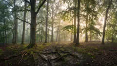 O rețea ascunsă sub pământ: este adevărat că copacii „comunică” între ei?