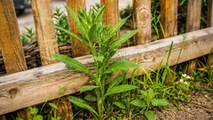 Acolo unde trimmerul nu ajunge: metode eficiente de combatere a buruienilor lângă gard