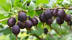 Vecina a pierdut recolta de agrișe din cauza unei singure greșeli — analizăm situația pentru a nu repeta aceeași greșeală