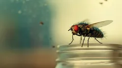 Puteți răspunde? O cutie în care se află o muscă zburătoare va fi mai grea decât una fără?