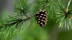 Conurile de pin nu sunt gunoi: iată ce beneficii aduc în grădină