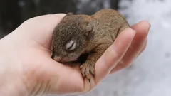 Cum să salvezi un pui de veveriță fără să-i faci rău: trei etape esențiale