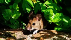 Șoarecii urăsc cel mai mult aceste plante: o metodă simplă de a-ți proteja grădina