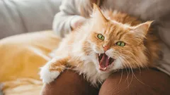 Pisica pleacă ostentativ de pe genunchii tăi? Motivul nu ține deloc de caracterul ei