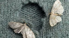 De unde apar, de fapt, moliile în casă?