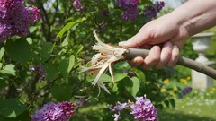 Se pot rupe pur și simplu ramurile de liliac în loc să le tăiem, pentru a economisi timp? Răspunsul vă va surprinde