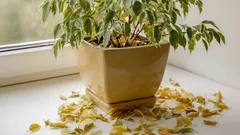 Ficusul nu crește? Adevăratul motiv, ignorat de 90% dintre cultivatori