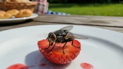 O muscă s-a așezat pe mâncare — se poate mânca? Medicii au dat un răspuns