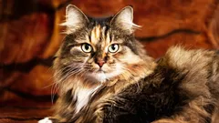 Mitul despre „×7” este demult depășit — iată cum se calculează de fapt vârsta pisicilor