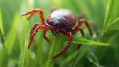 Căpușele la cabană: ce să plantezi pentru ca acestea să nu apară niciodată