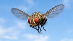 De ce sunt muștele atât de insistente — oamenii de știință au explicat adevăratul motiv