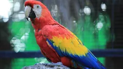 Ați observat că papagalului îi cad penele? Iată ce înseamnă asta