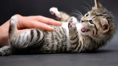 Pisica își arată burta și mușcă: un semnal ascuns pe care aproape toată lumea îl interpretează greșit